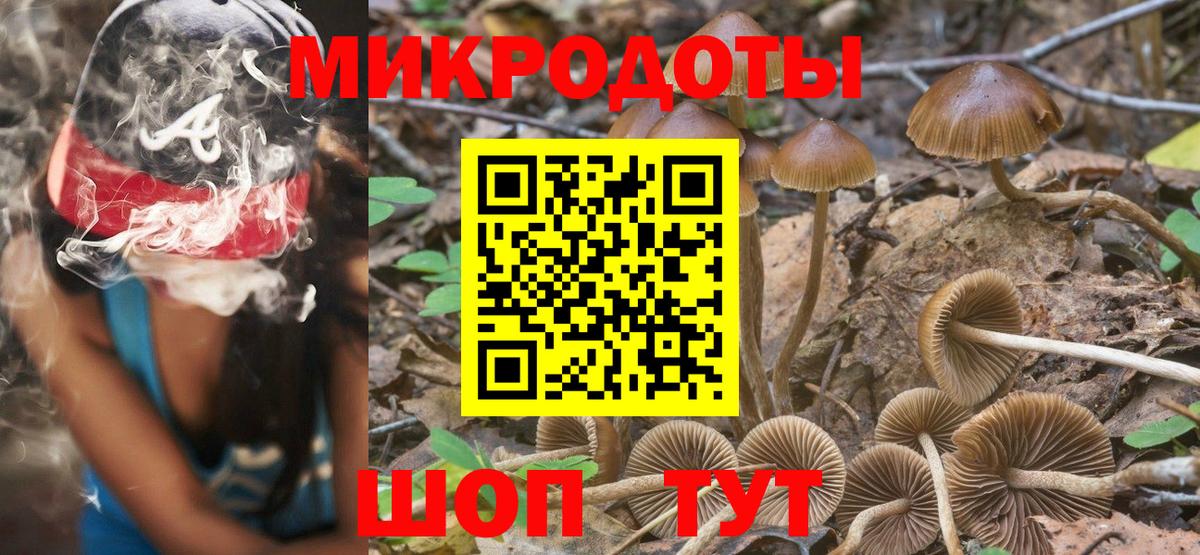 Псилоцибиновые грибы Psilocybe Ачинск